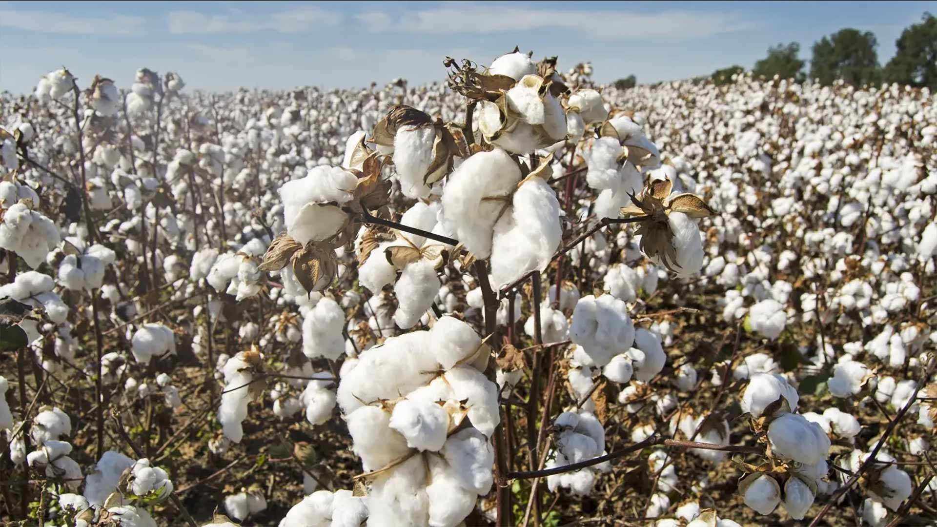 Cotton field