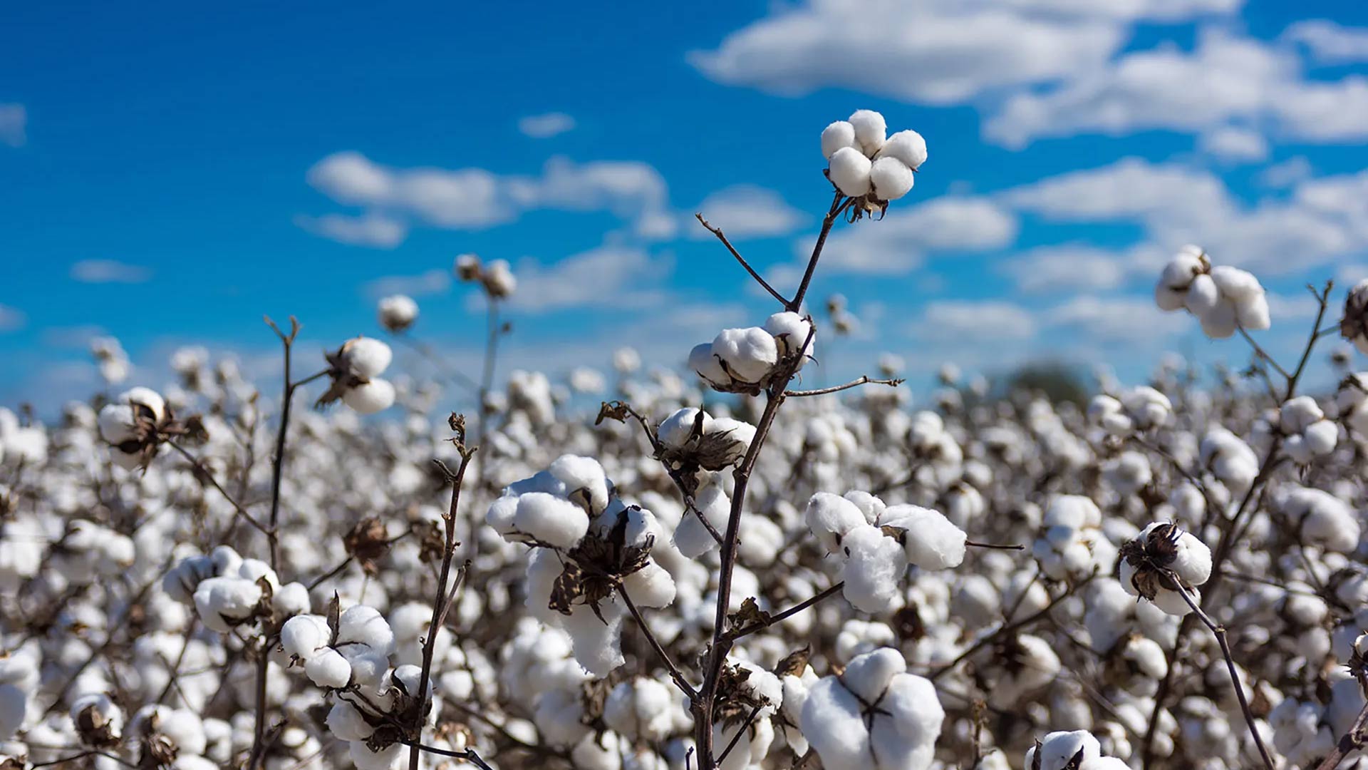 The benefits of using cotton