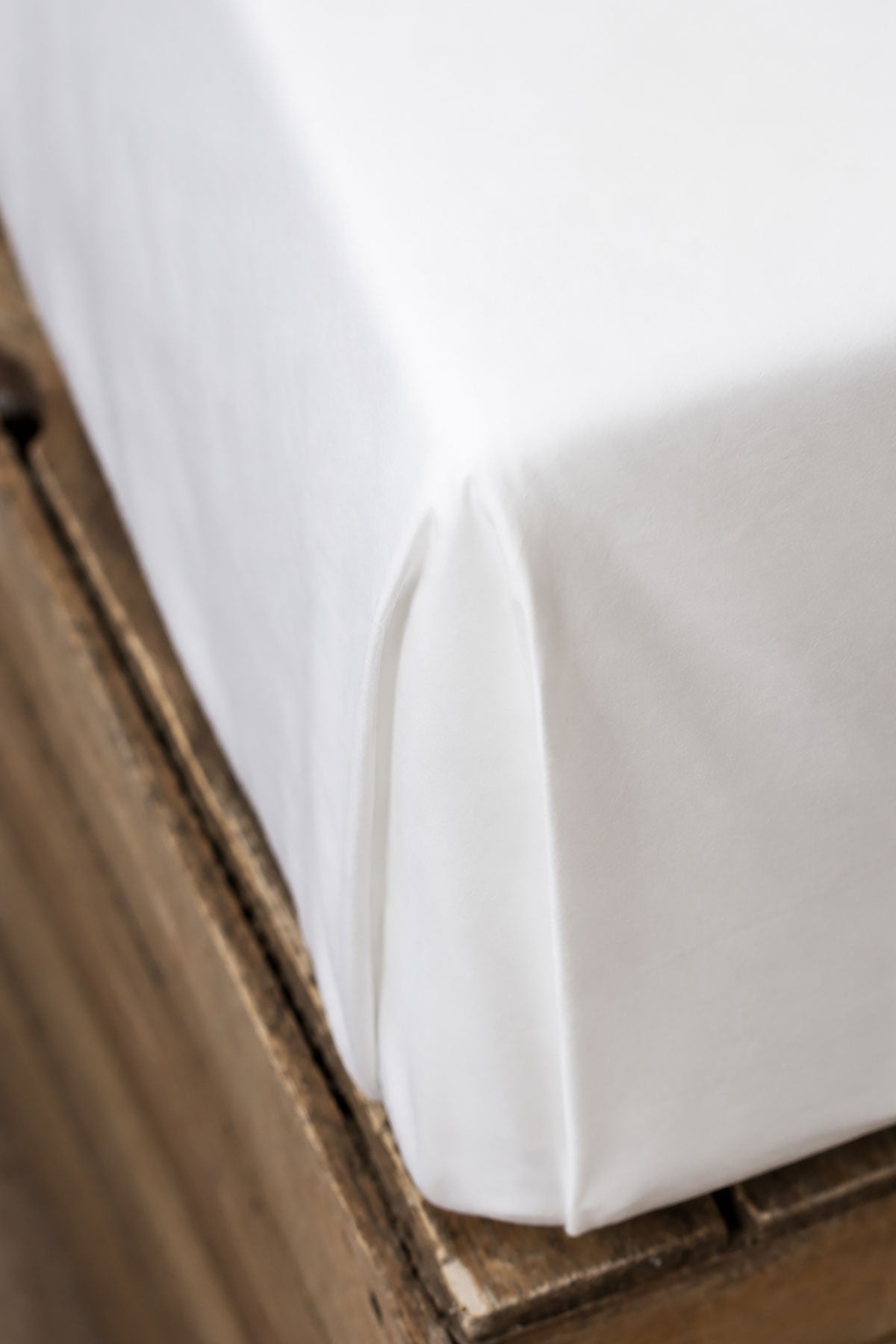 Latte 400TC Flat Sheet by Beaumont & Brown
